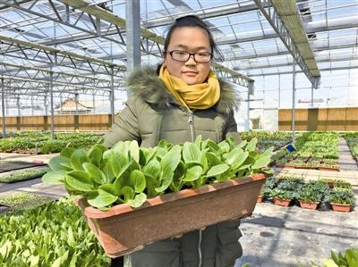 建湖自制盆栽蔬菜（建湖自制盆栽蔬菜批发市场）