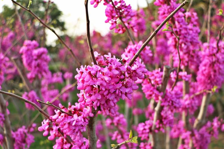 郑州是什么市的花（郑州市的花是什么花）