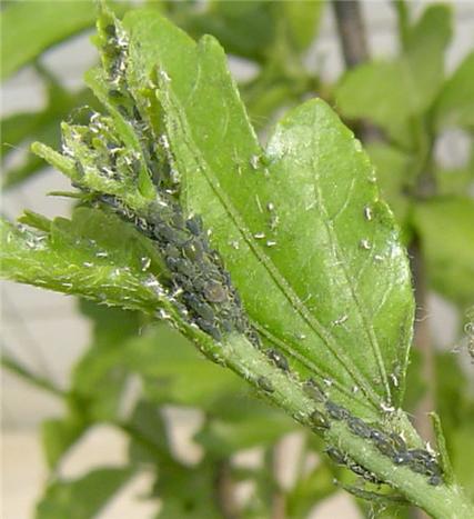 石榴花生虫怎么办（石榴花长虫子喷什么药?）