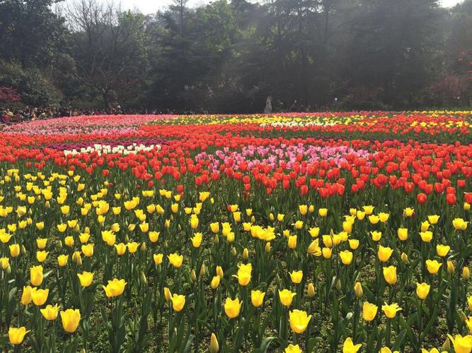 花卉园起名（花卉园起名大全）