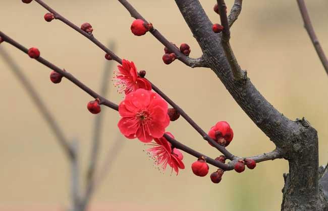 梅花什么季节栽培最好（梅花什么季节载种）