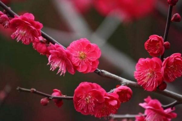 梅花什么季节栽培最好（梅花什么季节载种）