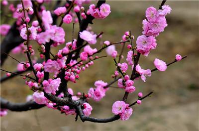 梅花什么季节栽培最好（梅花什么季节载种）