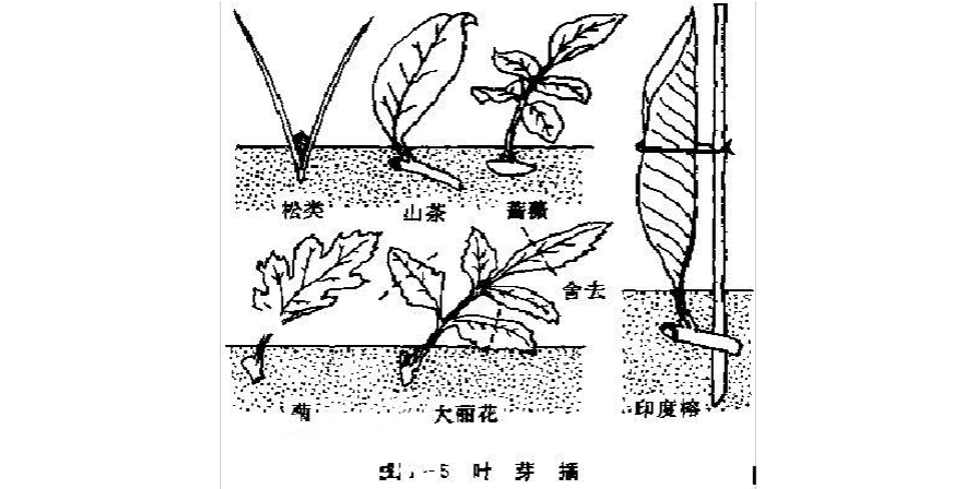 花卉苗床扦插步骤（花卉苗床扦插步骤）