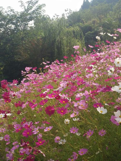 济南种什么花（济南适合种什么花）