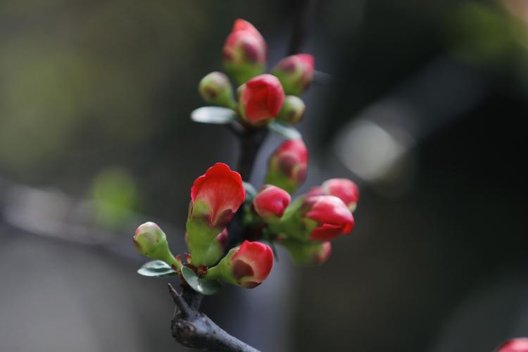 济南种什么花（济南适合种什么花）