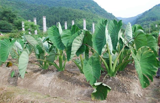 盆栽香芋（香芋栽培技术规程）