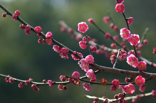 关于花卉春梅的信息