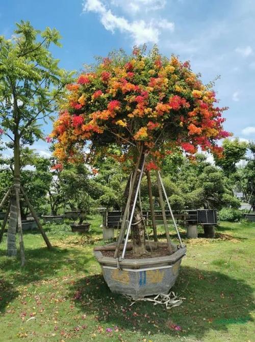 花卉造型树-花卉造型设计