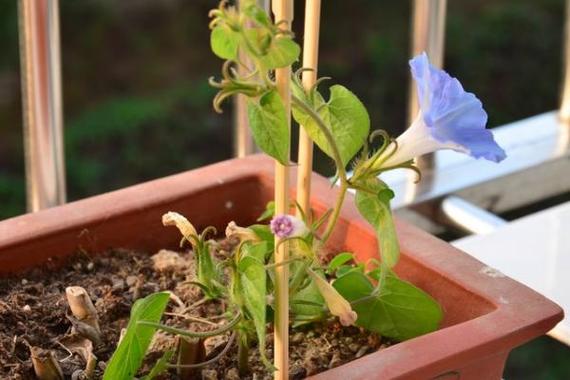 盆栽牵牛花种植技术-盆栽牵牛花种植技术与管理