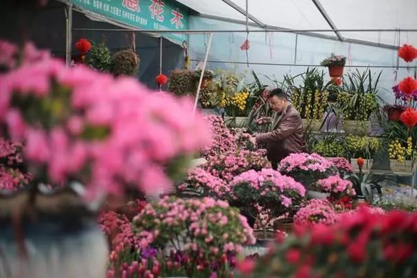 成都花卉销售电话-成都花卉批发市场电话