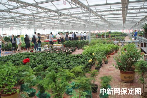 保定竞秀花卉市场-保定竞秀花卉市场在哪