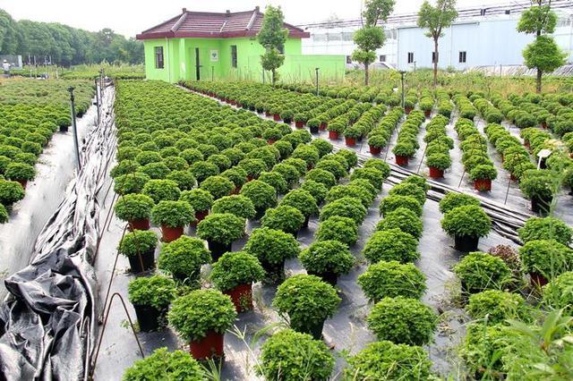 花卉还是苗圃转钱-想做个花卉苗圃,没技术怎么办