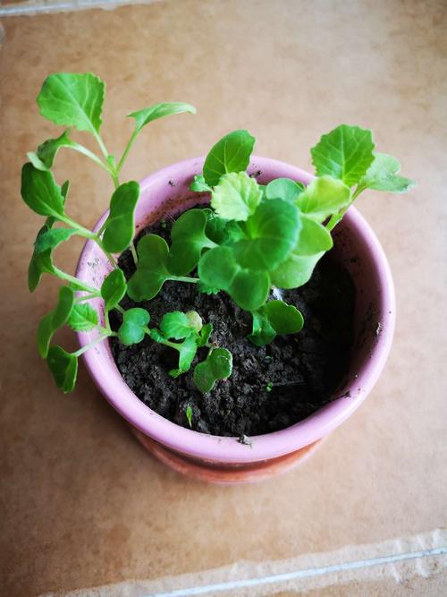 容易发芽的植物盆栽-容易发芽的花种