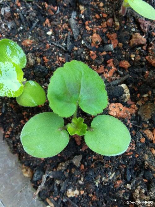 容易发芽的植物盆栽-容易发芽的花种