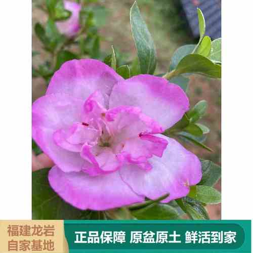 盆栽紫色杜鹃花-紫色 杜鹃花