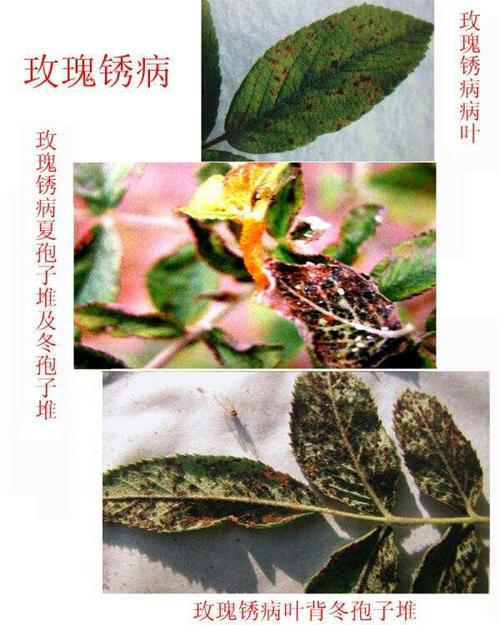 花卉病害及防治-花卉病害图谱大全