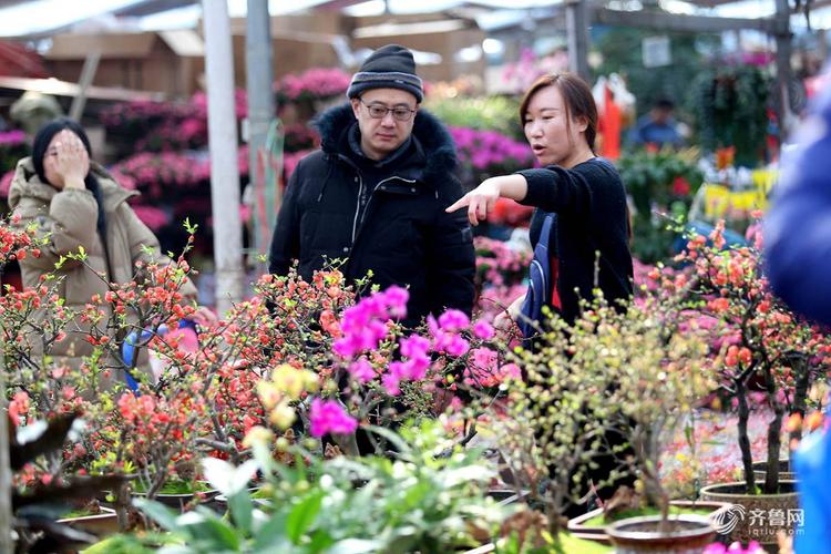 济南哪里卖花卉便宜-济南卖花草的地方