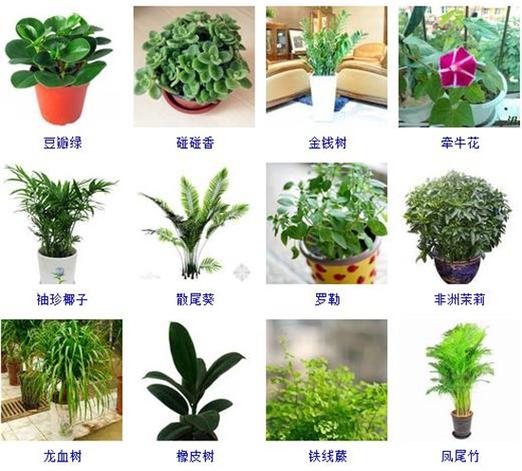 室内花卉植物名称图片-室内花卉设计图