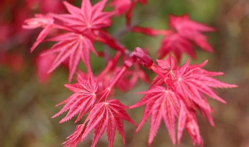 花卉日本红枫是怎样的-花卉日本红枫是怎样的品种