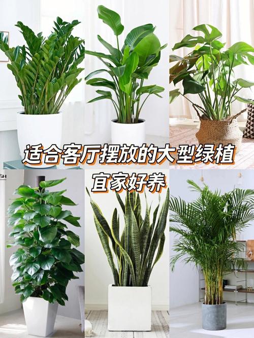 客厅花卉植物好养活-客厅的花卉