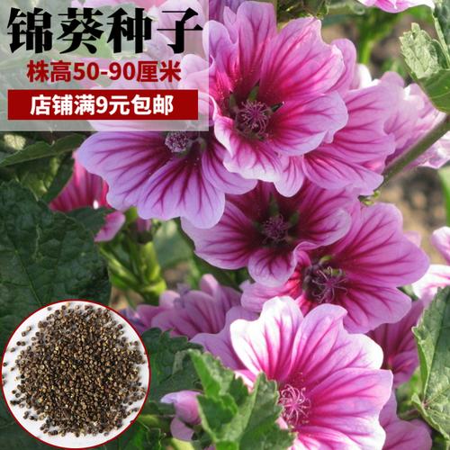 花卉什么葵-花葵适合什么季节播种