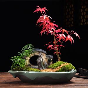 日本植物盆栽都有什么-日本植物盆栽都有什么树