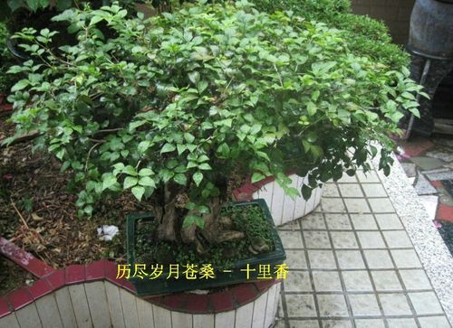 香花盆栽-香树盆栽怎么养