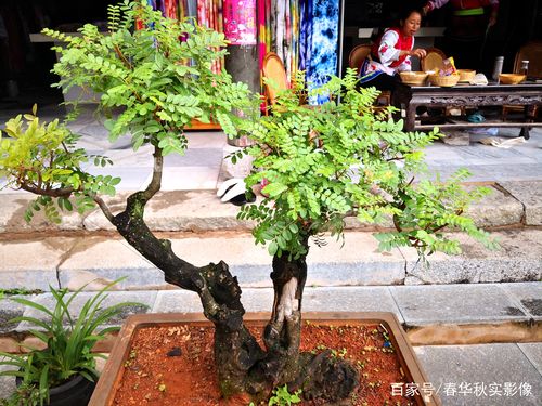 香花盆栽-香树盆栽怎么养