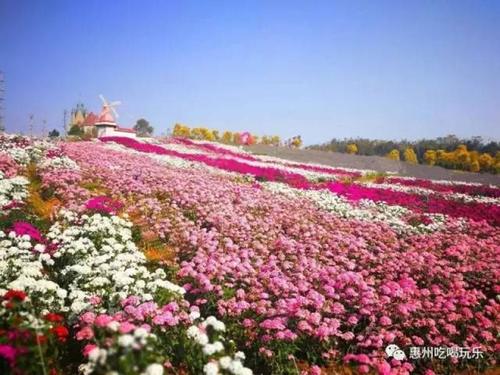 惠州适合种植花卉-惠州适合种植花卉的地方