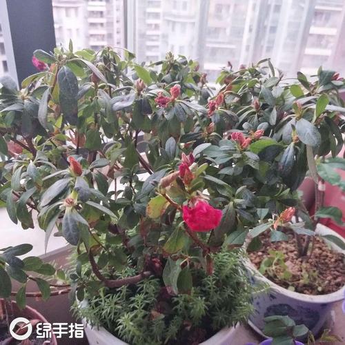 盆栽花苞不开花-花苞开不开就蔫了是怎么回事