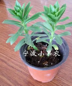 盆栽三七菜-三七菜怎么种植花盆栽