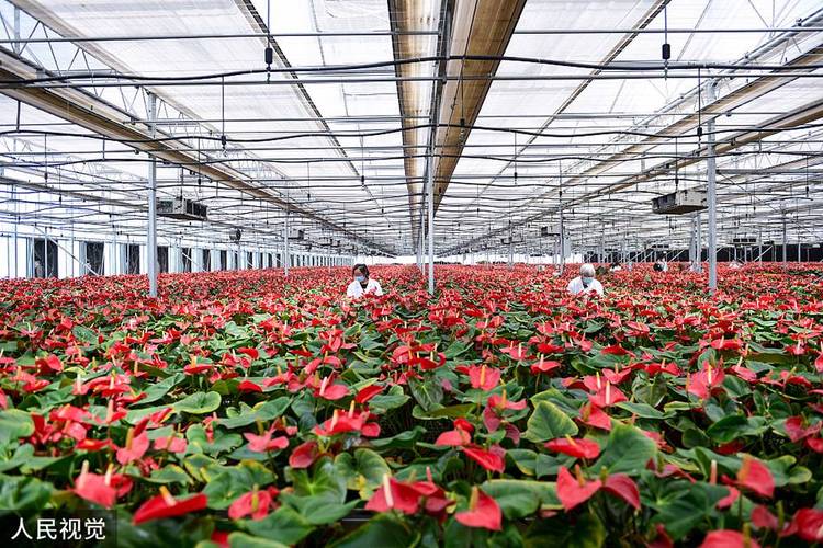 上海花卉养殖基地-上海花卉种植基地