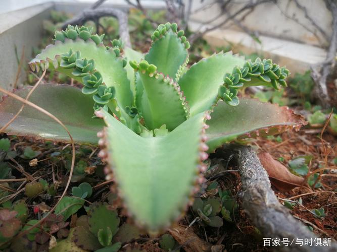 落地生根盆栽养护-落地生根盆栽有毒吗