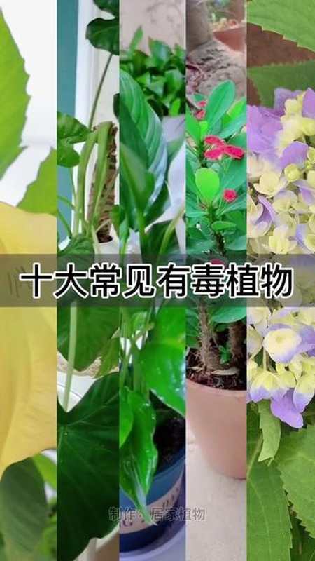 花卉有毒大全及图片-那些花卉有毒