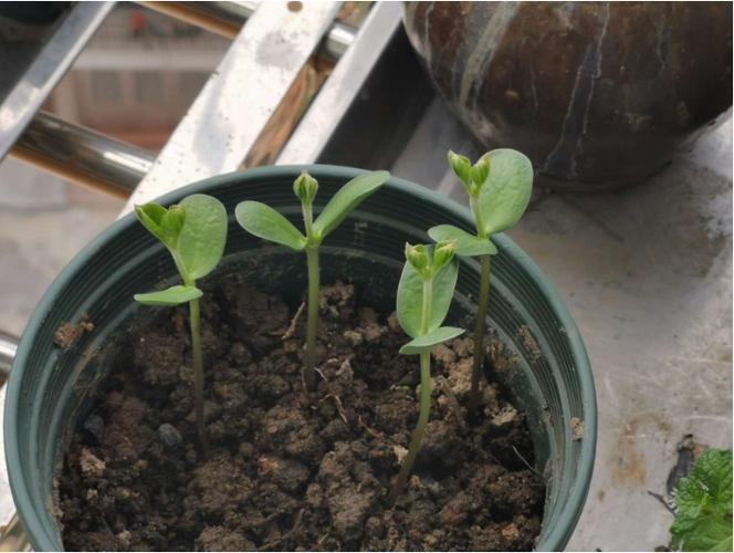 种植黑豆小盆栽的方法-种植黑豆小盆栽的方法和技术