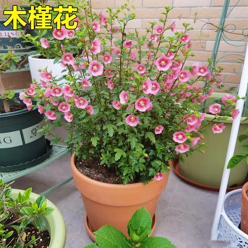 花盆栽植物名称及图片-花盆栽植物名称及图片欣赏大全