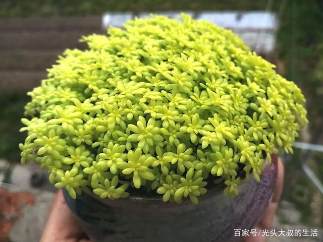 盆栽黄金草的种植方法-盆栽黄金草的种植方法和技术