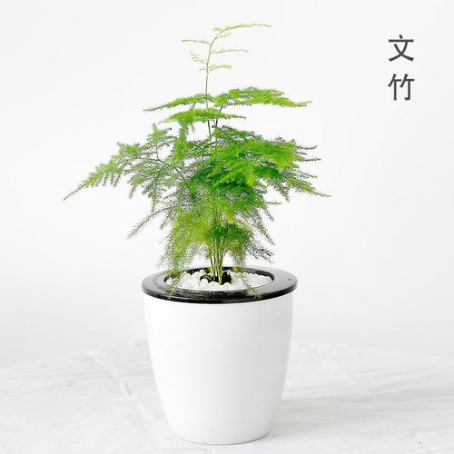 花卉盆景养殖视频-花卉盆景养殖视频大全