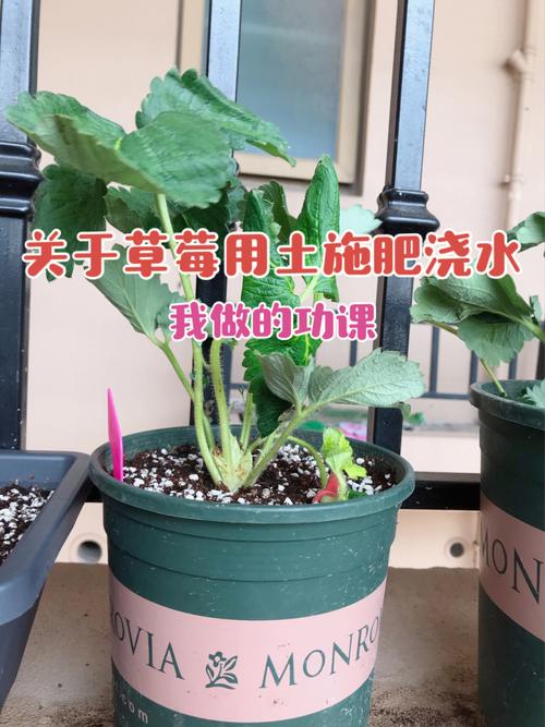 盆栽草莓要怎样施肥-盆栽草莓要怎样施肥才好