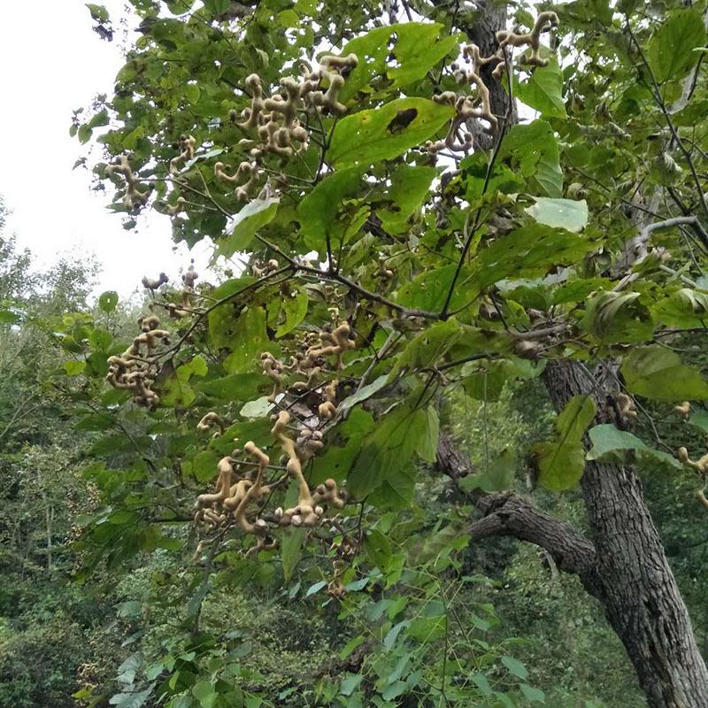 拐枣盆栽-拐枣树种植技术