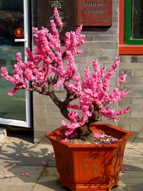 年春花盆栽图片-年花图片 春节