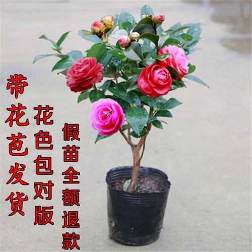 盆栽茶花冬季可以开花吗-盆栽茶花冬季可以开花吗