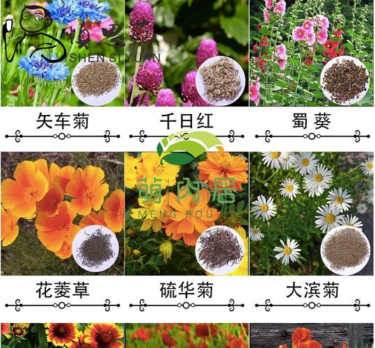 花卉种子春季几月播种-春季花卉时间