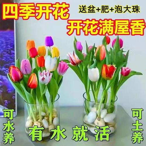 下载花卉养殖大全-下载养花大全视频