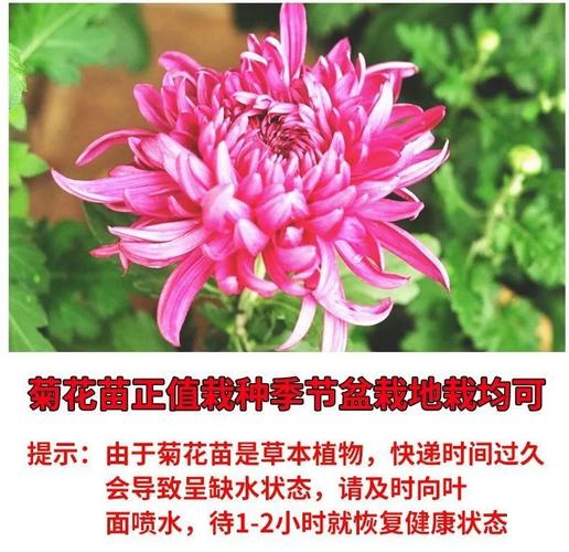 花卉盆栽批发菊花-盆栽菊花批发价格