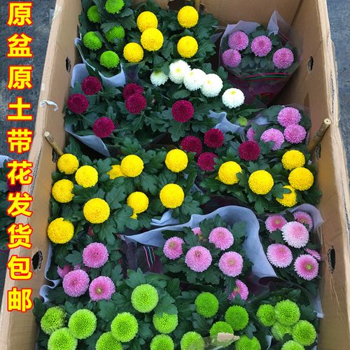 花卉盆栽批发菊花-盆栽菊花批发价格