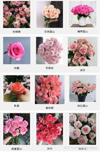 玫瑰花花卉大全-玫瑰花卉图片大全及花名