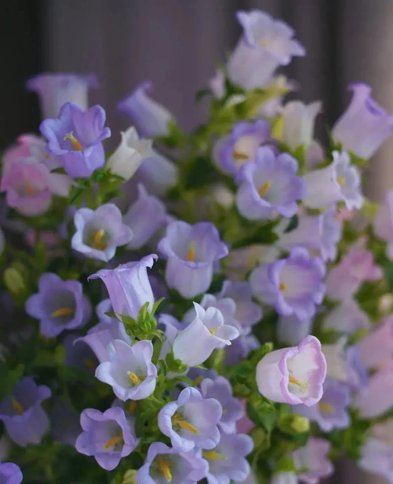 风铃草本花卉图片-风铃草的花语是什么,风铃草图片大全