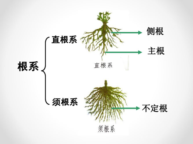 灌木属于宿根花卉吗-灌木是直根系还是须根系